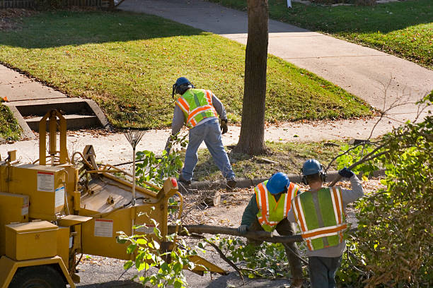 Best Root Management and Removal  in Endicott, NY